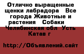 Отлично выращенные щенки лабрадора - Все города Животные и растения » Собаки   . Челябинская обл.,Усть-Катав г.